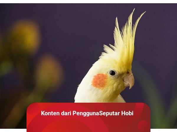 Falk cockatiel clearance